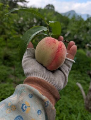 《小農有機水蜜桃》
